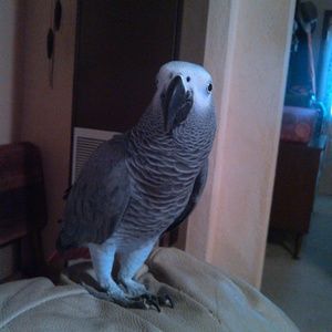 Meet your Posher, Pam